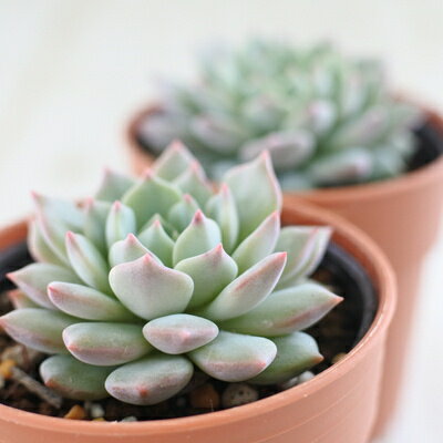 多肉植物 hmエケベリア 沙羅姫蓮華 （ラウ065×黒爪ザラゴーサ）多肉植物 エケベリア 6cmポット