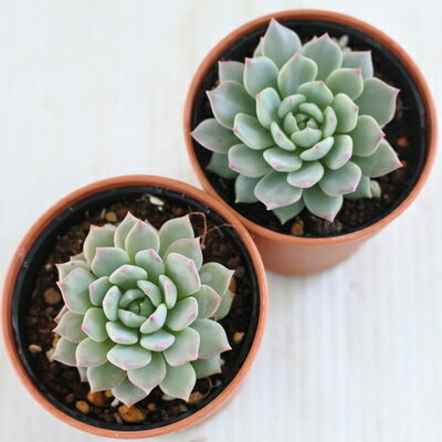 多肉植物 hmエケベリア 沙羅姫蓮華 （ラウ065×黒爪ザラゴーサ）多肉植物 エケベリア 6cmポット