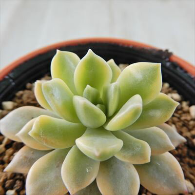 多肉植物 hmエケベリア マッコス錦 多肉植物 エケベリア 6cmポットのサムネイル