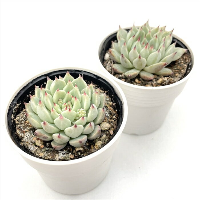多肉植物 hmエケベリア ザラゴーサ特美 多肉植物 エケベリア 6cmポット