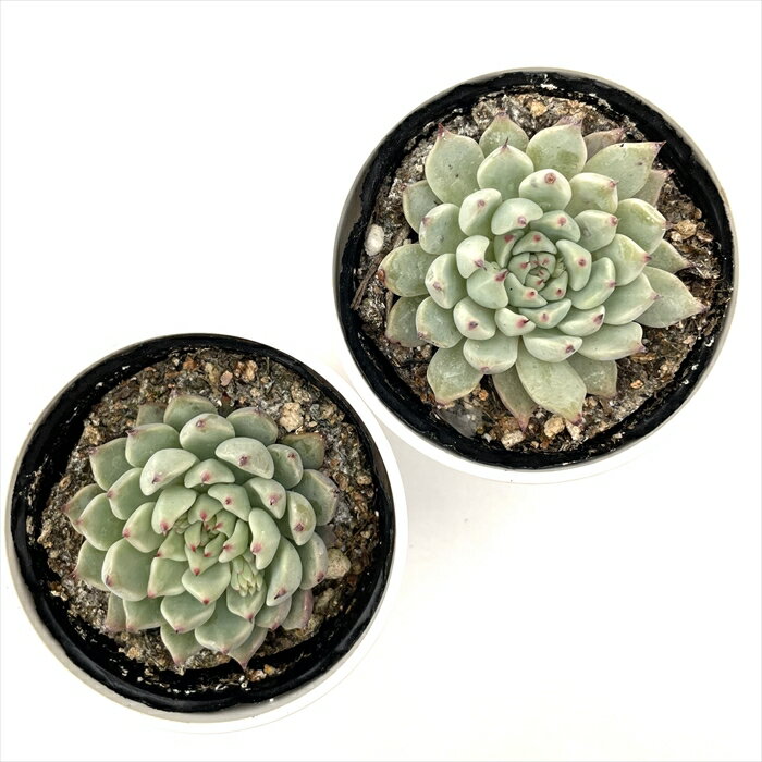 多肉植物 hmエケベリア ザラゴーサ特美 多肉植物 エケベリア 6cmポット