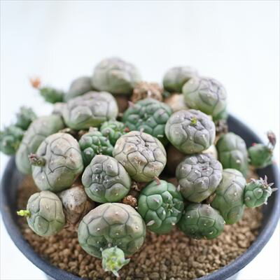 多肉植物 caユーフォルビア グロボーサ 0528-04 多肉植物 コーデックス 現品販売 3号鉢のサムネイル