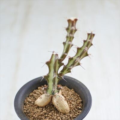 多肉植物 caユーフォルビア クンシー 多肉植物 ユーフォルビア クンチー 7.5cmポットのサムネイル
