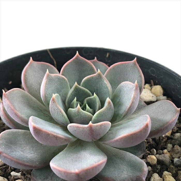多肉植物 skエケベリア ロマン 多肉植物 エケベリア 7.5cmポットのサムネイル