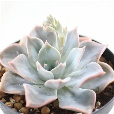 多肉植物 skエケベリア ジュピター 多肉植物 エケベリア 7.5cmポットのサムネイル