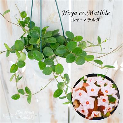 ホヤ：セルペンス(serpens) 3.5号鉢 の通販 | 園芸ネット