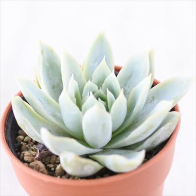 多肉植物 oriエケベリア すみれ牡丹 多肉植物 エケベリア 6cmポットのサムネイル