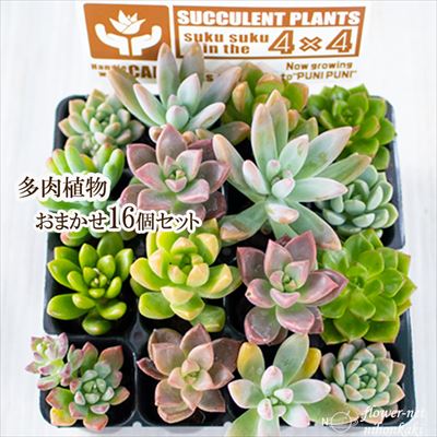 多肉植物 多肉植物おまかせ16個セット 多肉植物 リース 寄せ植え 天然素材 インテリアのサムネイル