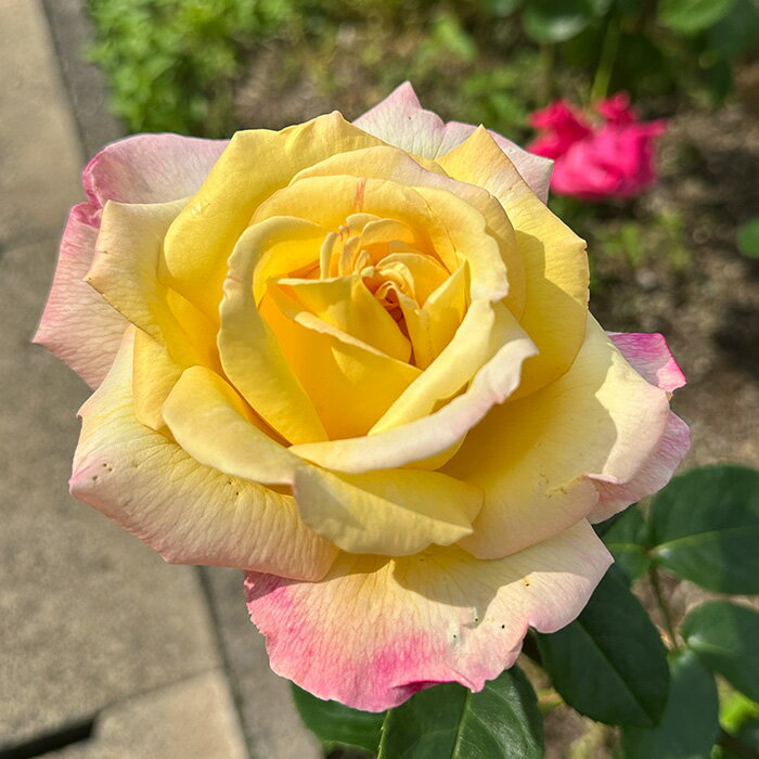 予約販売 バラ苗 バラ大苗 ピース 四季咲き 大輪 薔薇 ばら 黄色 troe 12月上旬以降発送のサムネイル