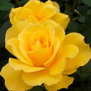 予約販売 バラ苗 バラ大苗 大輪 ヘンリーフォンダ 四季咲き 薔薇 ばら 黄色 troe 12月中旬以降発送(4)