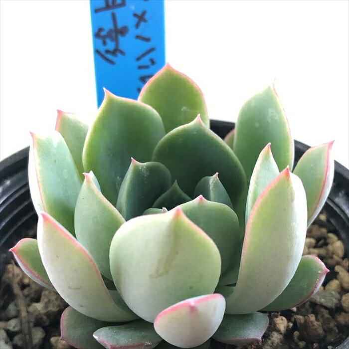 多肉植物 oriエケベリア （ミニマ×バルシー）×月影 多肉植物 おらいさん苗 送料無料 エケベリア 6cmポットのサムネイル