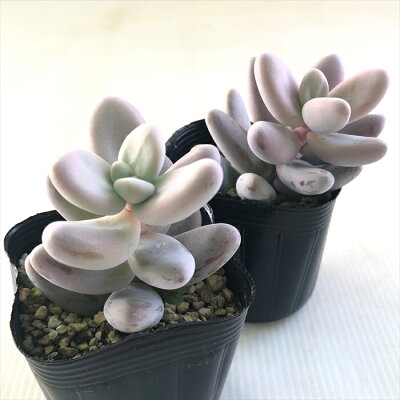 初心者も育てやすい 多肉植物のおすすめランキング4 基本の栽培方法もご紹介 暮らし の 初心者も育てやすい 多肉植物のおすすめランキング4 基本の栽培方法もご紹介 暮らし の