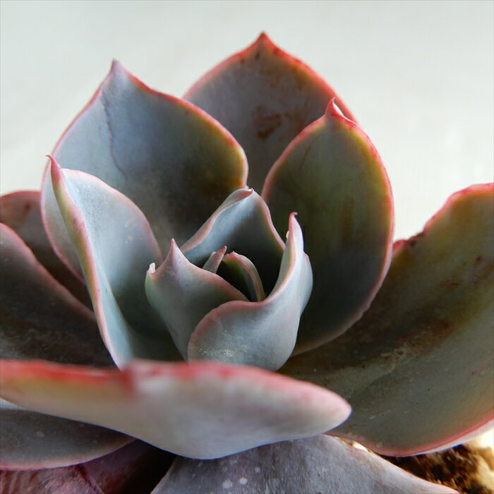 多肉植物 nbエケベリア アフターグロー 多肉植物 エケベリア 7.5cmポットのサムネイル