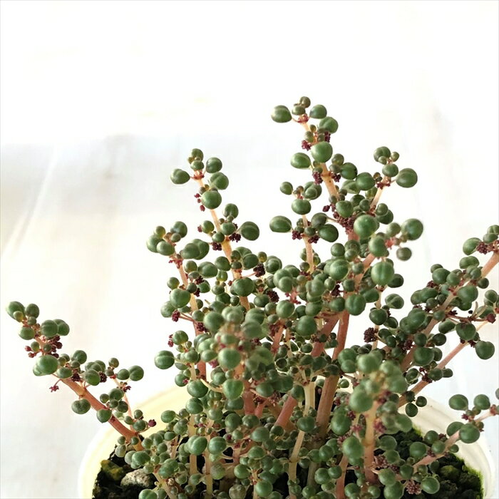 多肉植物 sbピレア グロボーサ 露鏡 多肉植物 ピレア 7.5cmポット
