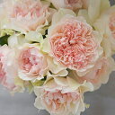 予約販売 バラ苗 バラ大苗 河本バラ園 クロッシェ 品種登録出願中 四季咲き 薔薇 ばら 送料無料 ピンク hao 12月中旬以降発送