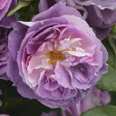 予約販売 バラ苗 バラ大苗 河本バラ園 リナルド 品種登録準備中 四季咲き 薔薇 ばら 送料無料 紫 hao 12月中旬以降発送