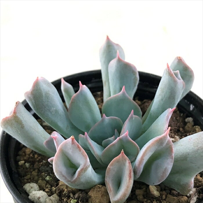 多肉植物 hmエケベリア トランペットピンキー 多肉植物 エケベリア 6cmポットのサムネイル