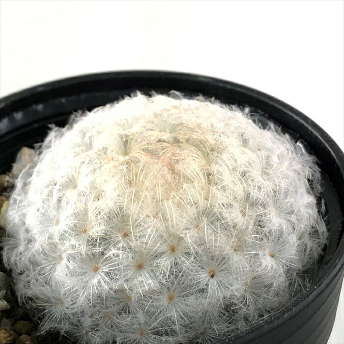 多肉植物 hmマミラリア 白星 多肉植物 サボテン 6cmポットのサムネイル