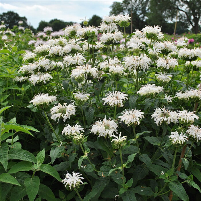 予約販売 モナルダ 苗 ビーブライト 9cmポット 多年草 ガーデニング 花苗 宿根草苗 atm 11月中旬以降発送のサムネイル