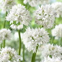 予約販売 花の大和 球根 花のかわいいアリアム アンプレクタンス 12球 hyk 10月中旬以降発送