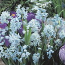 予約販売 花の大和 球根 毎年花が咲く球根 プスキニア混合 10球 hyk 10月中旬以降発送