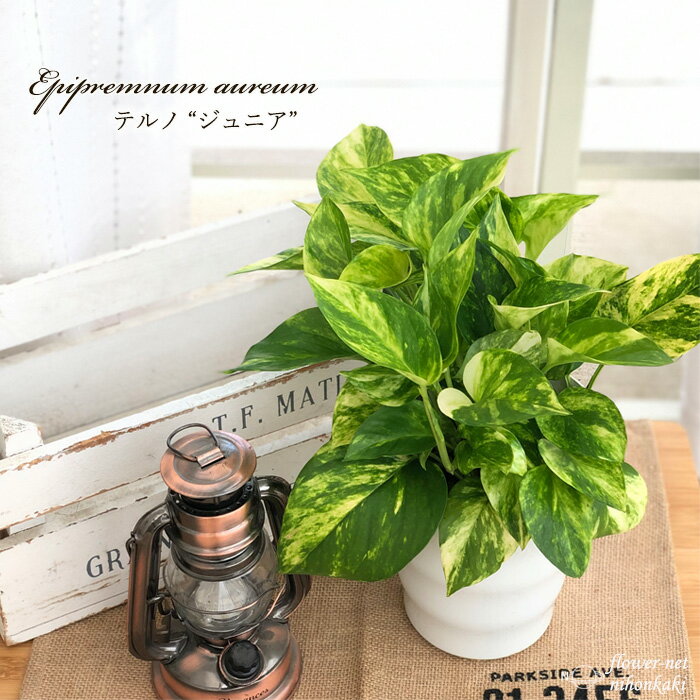 ポトス テルノ No.008 ジュニア 5号鉢 観葉植物 インテリア おしゃれのサムネイル