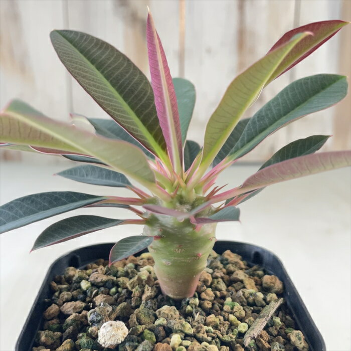 多肉植物 caユーフォルビア パキポディオイデス 実生 多肉植物 コーデックス 9cmポットのサムネイル