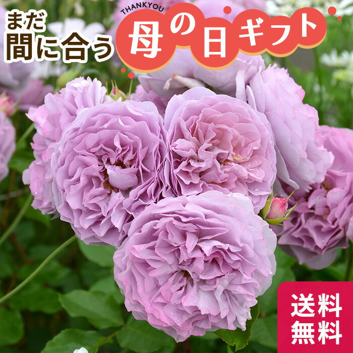 早割 母の日 プレゼント バラ 河本バラ園 レブリ 6号鉢 送料無料 母の日ギフト 花 鉢植えのサムネイル