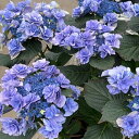 予約販売 アジサイ フェアリーマーブル 10.5cmポット 登録品種 ハイドランジア 苗 花苗 苗木 あじさい 紫陽花 tsa 10月下旬以降発送