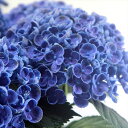 予約販売 アジサイ ホップコーン 10.5cmポット ハイドランジア 苗 花苗 苗木 あじさい 紫陽花 tsa 10月下旬以降発送