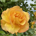 予約販売 バラ苗 バラ長尺苗 つるバラ サハラ98 バラ大苗 薔薇 ばら 送料無料 黄色 troc 12月中旬以降発送(4)