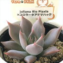 多肉植物 plkエケベリア juliana Rio Piaxla×コロラータアテマハック 多肉植物 パルクさん苗 送料無料 エケベリア 6cmポット