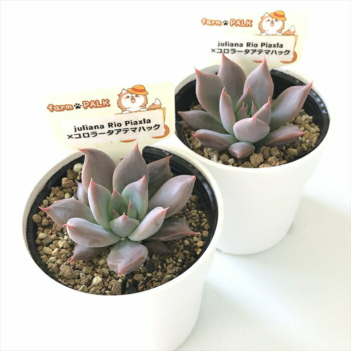 多肉植物 plkエケベリア juliana Rio Piaxla×コロラータアテマハック 多肉植物 パルクさん苗 送料無料 エケベリア 6cmポット