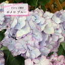 予約販売 アジサイ ポメロ ブルー 9cm~10.5cmポット 登録申請中 さかもと園芸 ハイドランジア 苗 花苗 苗木 あじさい 紫陽花 smt 10月下旬以降発送