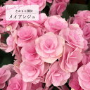 予約販売 アジサイ メイアンジュ 9cm~10.5cmポット 登録申請中 さかもと園芸 ハイドランジア 苗 花苗 苗木 あじさい 紫陽花 smt 10月下旬以降発送