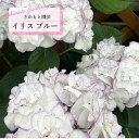 予約販売 アジサイ イリス ブルー 9cm~10.5cmポット 登録申請中 さかもと園芸 ハイドランジア 苗 花苗 苗木 あじさい 紫陽花 smt 10月下旬以降発送