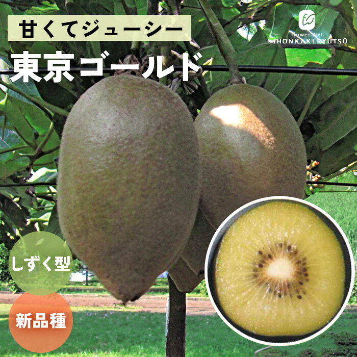送料について→ 特徴 特徴的なしずく型と、鮮やかな黄色の果肉が目を引くゴールドキウイです。 緑系キウイに比べて酸味が少なく、糖度は16度と高いため、風味・食味ともに優秀でジューシー。 ヘイワードなどよりも追熟が簡単で、1週間ほどで柔らかく美味しく仕上がります。追熟するほどに引き立つ、甘みとたっぷりの果汁をお楽しみください。 実を付けるには受粉樹（「早生オス」などの黄肉種用オス木）が必要です。 ・糖度　平均16度程度 ・大きさ　小中果 100g程度 ・結実年数：2〜5年 ・開花時期　5月中旬 ・収穫時期　10月下旬 〜 1月上旬 ※栽培環境により異なる場合があります。 管理方法 【置き場所・日当たり】 日当たりが良く風通しの良い場所で管理します。 耐寒性：強い（0℃以下可） 【水やり】 庭植え：一度根づけば、後は必要ありません。 夏によっぽど乾くときに一度たっぷりと与えます。 鉢植え：土の表面が乾いたら与えます。夏場は土が乾燥しやすいため、1日2回ほど水やりをします。 サイズ・その他 13.5cmポット 1ポット ※個体差がございますのでご了承下さい。 ※苗木の画像はお届け時のイメージとなります。 注意点 ※ご予約苗につきましては、植物のため生育不良等の理由で商品の準備ができない場合がございます。 ※発送時期が異なる商品とは同梱できません。 ※各商品ページに記載の発送時期をご確認の上ご注文下さい。