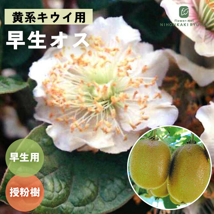 楽天市場】早生ワッサーの通販