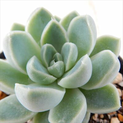 多肉植物 skエケベリア ケッセルリンギアナ 多肉植物 エケベリア 7.5cmポットのサムネイル