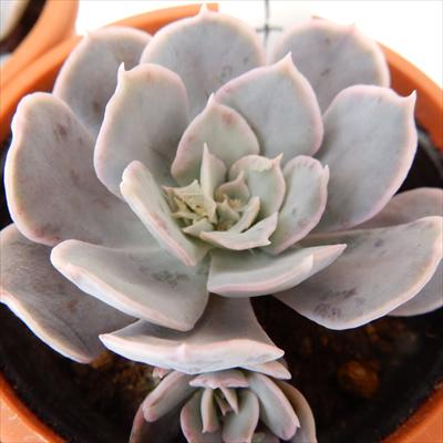多肉植物 hmエケベリア マカベアナ 多肉植物 エケベリア 6cmポットのサムネイル