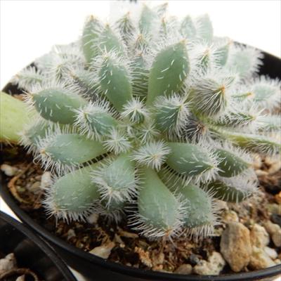 多肉植物 skエケベリア 青い渚 多肉植物 エケベリア 7.5cmポットのサムネイル