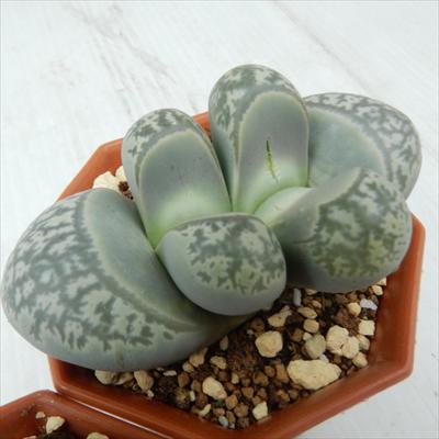 多肉植物 asリトープス 青磁玉 多肉植物 リトープス メセン 6cmポットのサムネイル