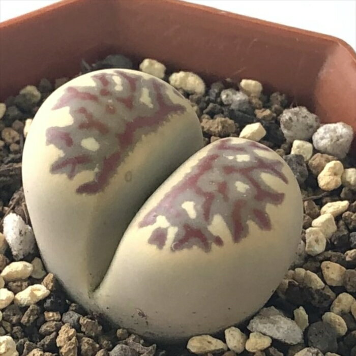 多肉植物 asリトープス 麗虹玉 多肉植物 リトープス メセン 6cmポットのサムネイル