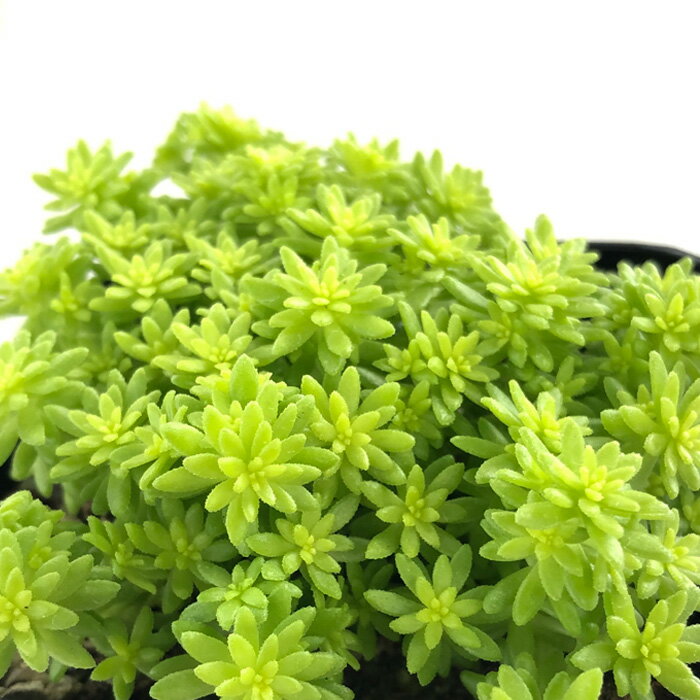 多肉植物 seセダム オーレウス 細葉黄金万年草 多肉植物 セダム 9cmポットのサムネイル
