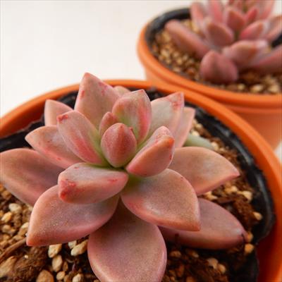楽天市場 多肉植物 Hmグラプトペタルム ピーチ姫 ブロンズ姫錦 多肉植物 グラプトペタルム 6cmポット フラワーネット 日本花キ流通 みんなのレビュー 口コミ