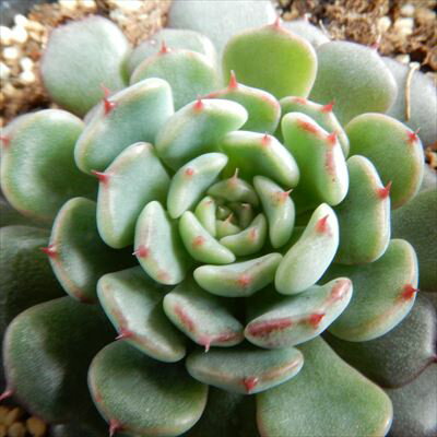 多肉植物 hmエケベリア ミニマ 多肉植物 エケベリア 6cmポットのサムネイル