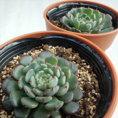 多肉植物 hmエケベリア ミニマ 多肉植物 エケベリア 6cmポット
