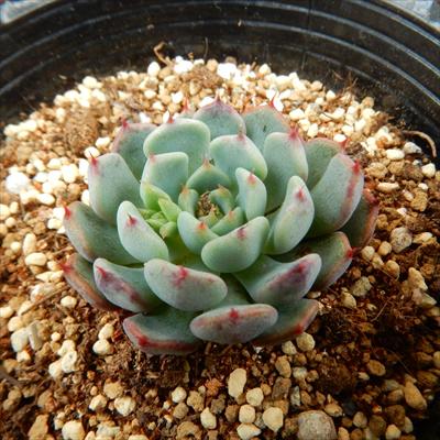 多肉植物 hmエケベリア ミニマ 多肉植物 エケベリア 6cmポット