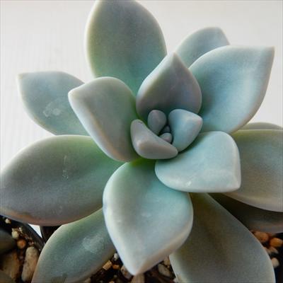多肉植物 skグラプトペタラム 蒼星 多肉植物 グラプトペタラム 7.5cmポットのサムネイル