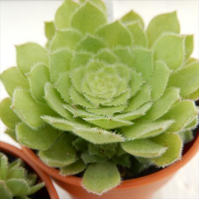 多肉植物 hmアエオニウム 姫明鏡 多肉植物 アエオニウム 6cmポットのサムネイル